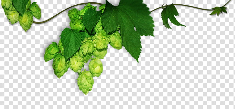 Fruit Tree, Beer, Pilsner, Pale Ale, Coopers Brewery, Malt, Common Hop, Brewing transparent background PNG clipart