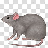 emojis, gray mouse illustration transparent background PNG clipart