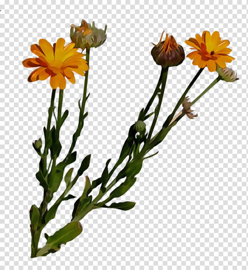 flower flowering plant plant english marigold yellow, Watercolor, Paint, Wet Ink, Calendula, Tickseed, Petal, Plant Stem transparent background PNG clipart
