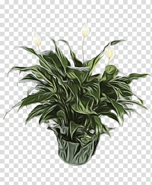 flower plant houseplant flowerpot anthurium, Watercolor, Paint, Wet Ink, Terrestrial Plant, Alismatales, Giant White Arum Lily transparent background PNG clipart