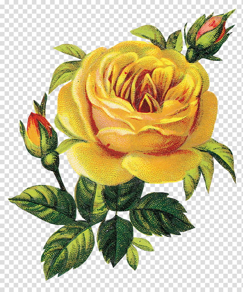 Flores En, yellow rose with green leaf painting transparent background PNG clipart