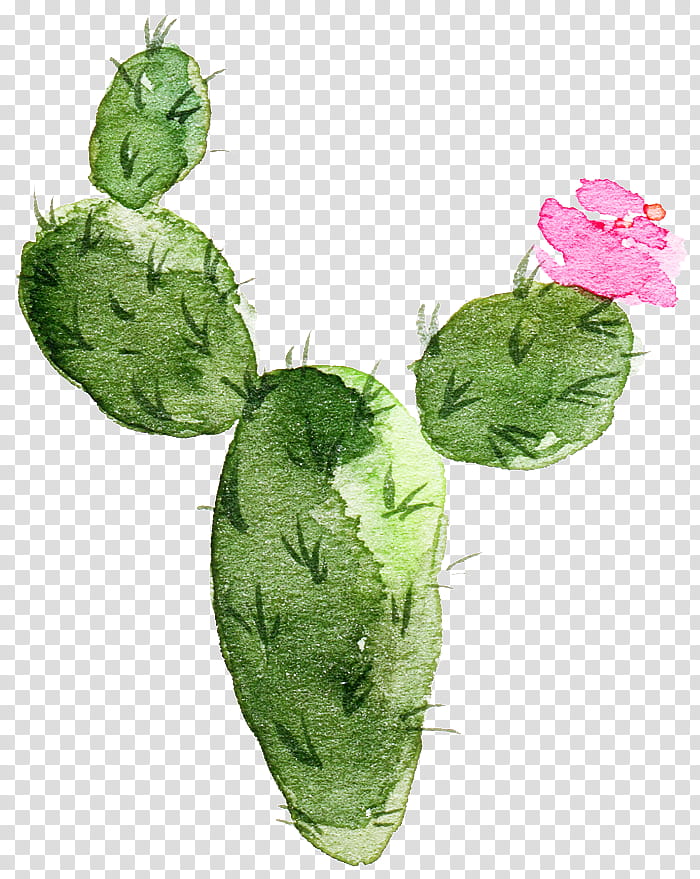 Watercolor Flower, Cactus, Watercolor Painting, Drawing, Cactus Et Succulentes, Succulent Plant, Plants, Leaf transparent background PNG clipart