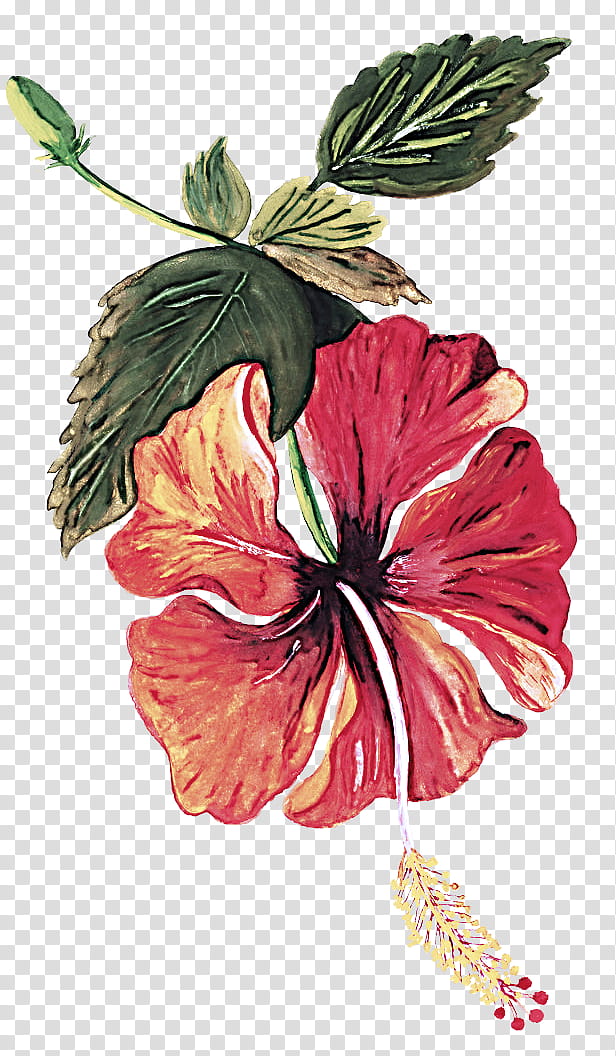 flower hibiscus hawaiian hibiscus plant chinese hibiscus, Petal, Mallow Family, Herbaceous Plant, Watercolor Paint, Anthurium, Wildflower, Geranium transparent background PNG clipart