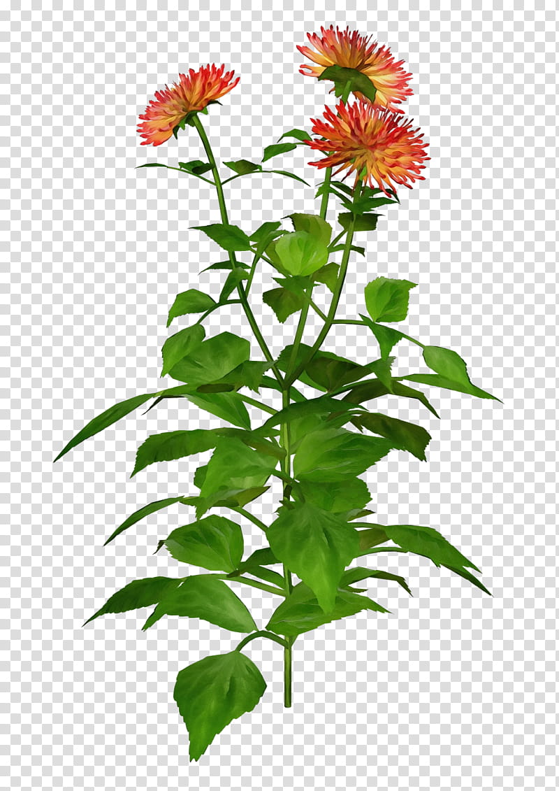 flower plant distaff thistles herbaceous plant annual plant, Watercolor, Paint, Wet Ink, Perennial Plant transparent background PNG clipart