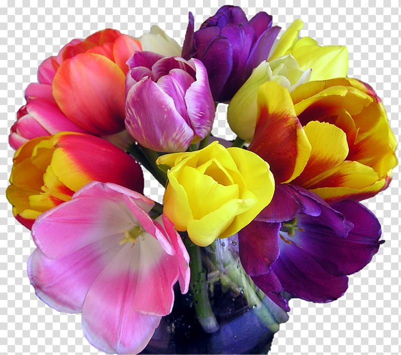 tulips mixed bouquet, purple and yellow tulips transparent background PNG clipart