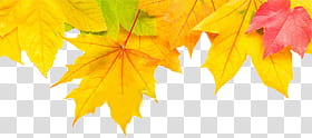 Autumn s, yellow and red maple leaves transparent background PNG clipart