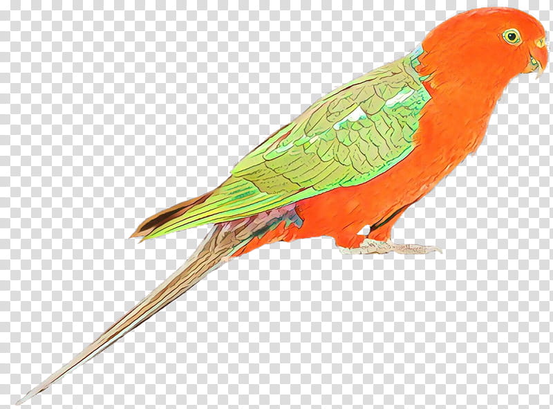 Bird Parrot, Lovebird, Macaw, Parakeet, Loriini, Feather, Beak, Pet transparent background PNG clipart