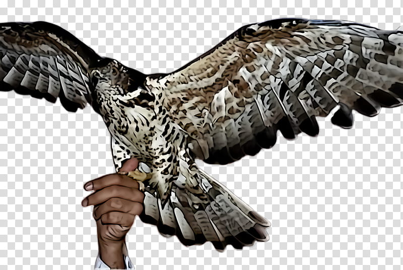 bird buzzard wing bird of prey beak, Osprey, Golden Eagle, Sharpshinned Hawk, Falcon transparent background PNG clipart