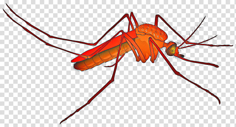 Ant, Insect, Mosquito, Lutzomyia, Marsh Mosquitoes, Disease, Insect Bites And Stings, Dengue Fever transparent background PNG clipart