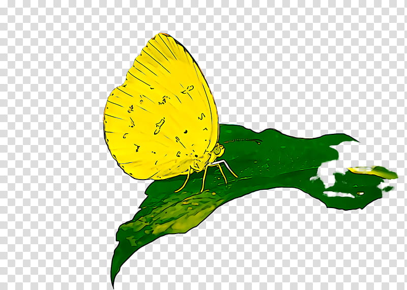 butterfly leaf yellow green insect, Moths And Butterflies, Cloudless Sulphur, Plant, Pollinator transparent background PNG clipart