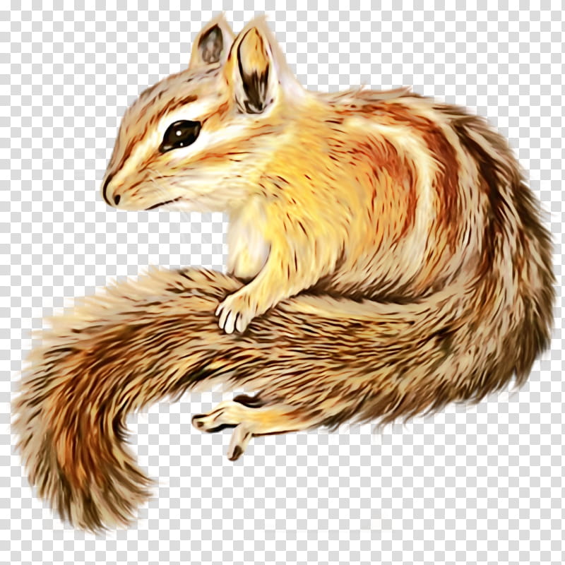 Watercolor Animal, Paint, Wet Ink, Chipmunk, Squirrel, Watercolor Painting, Tree Squirrel, Drawing transparent background PNG clipart