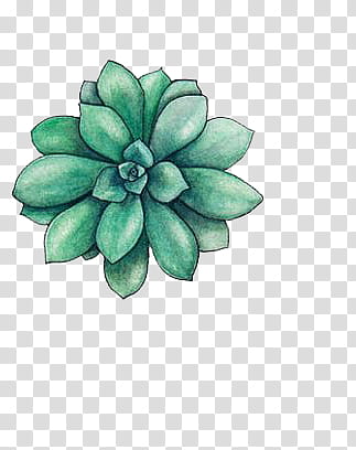 Cactus , green and white flower decor transparent background PNG clipart