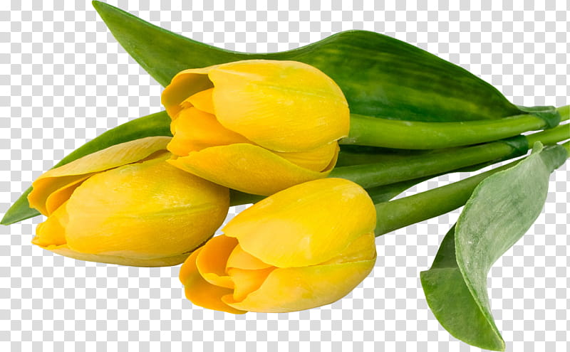 Yellow Roses, Tulip, Zheltie Tyulpany, Flower, Flower Bouquet, Garden Roses, Color, Text transparent background PNG clipart