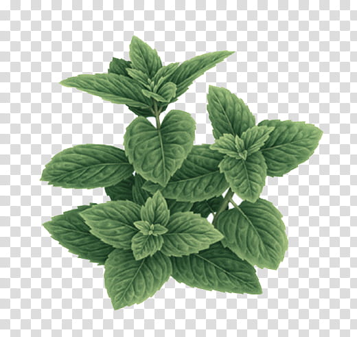 leaf plant flower herb mint, Spearmint, Peppermint, Ocimum Tenuiflorum, Perennial Plant transparent background PNG clipart