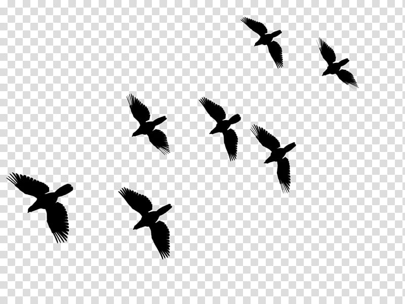 Bird Silhouette, Bird Migration, Common Buzzard, Beak, Animal Migration, Sky, Flock, Wing transparent background PNG clipart