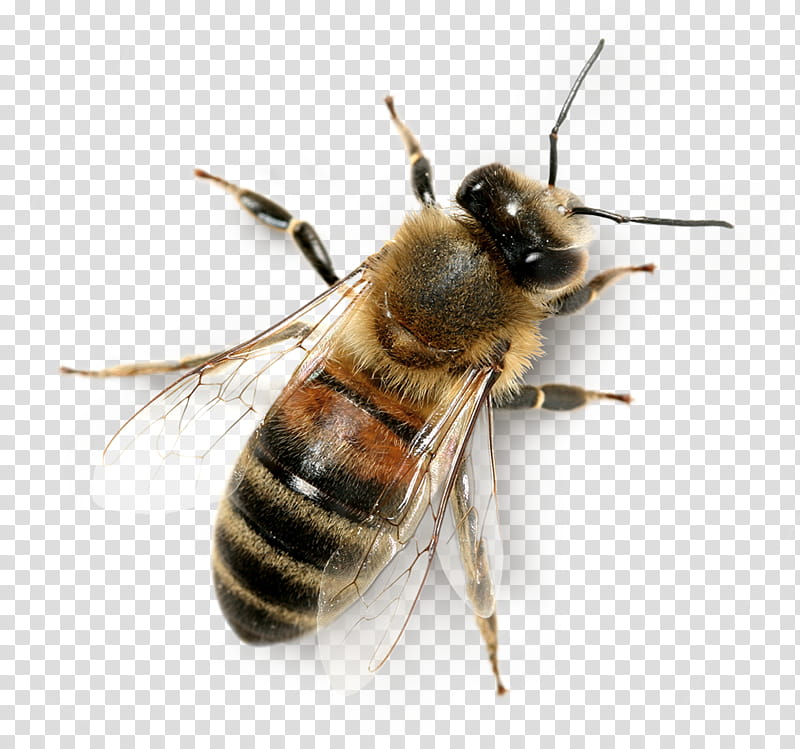 Bee, Honey Bee, Beehive, Worker Bee, Pollination, Bumblebee, Pollinator, Bee Sting transparent background PNG clipart