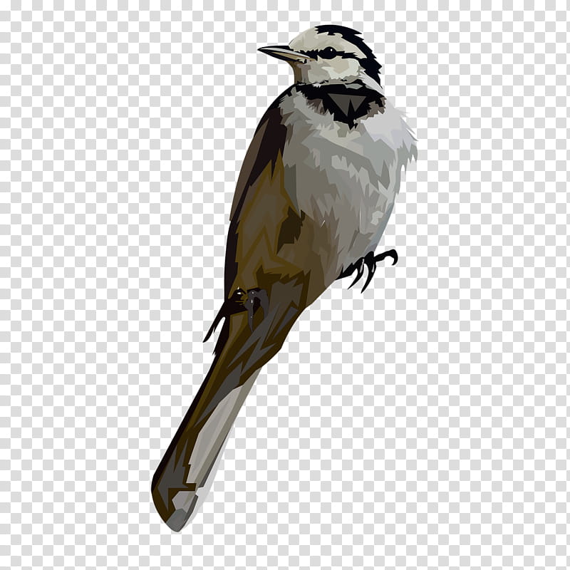 bird beak northern grey shrike loggerhead shrike perching bird, Songbird, Cuckoo, Cuculiformes, Bulbul transparent background PNG clipart