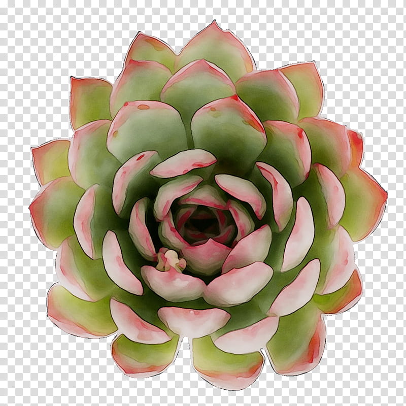Pink Flower, Cut Flowers, Artificial Flower, Echeveria, Green, Plant, White Mexican Rose, Stonecrop Family transparent background PNG clipart