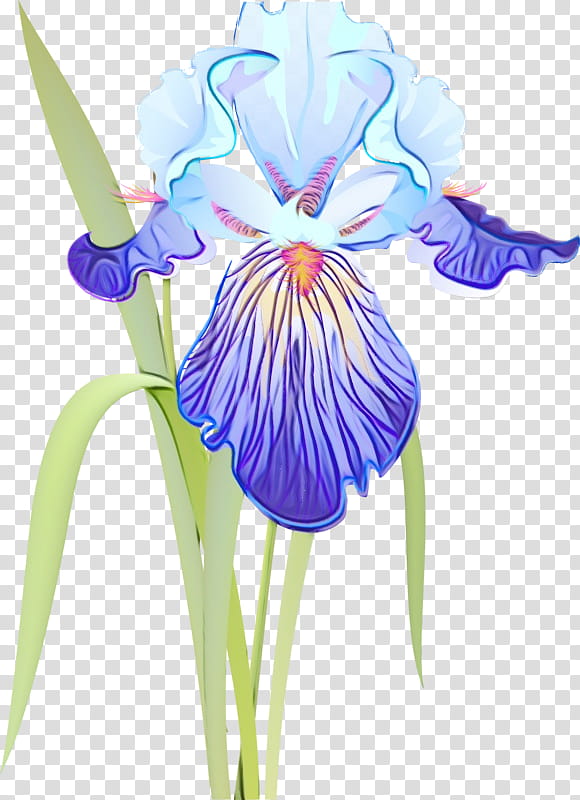 flowering plant flower plant iris iris, Watercolor, Paint, Wet Ink, Violet, Iris Versicolor, Iris Family, Petal transparent background PNG clipart