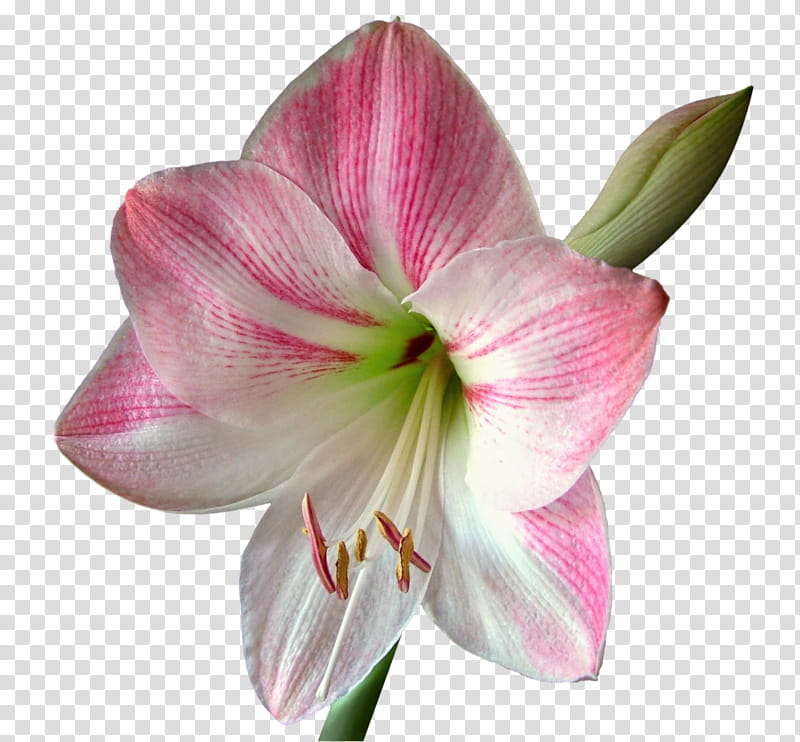 Lily Flower, Amaryllis, Bulb, Jersey Lily, Plants, Garden, Plant Stem, Petal transparent background PNG clipart