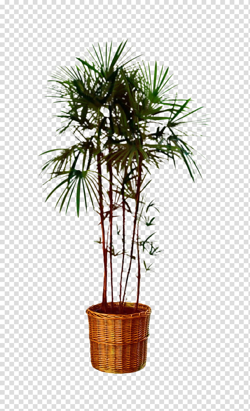 Palm Tree, Asian Palmyra Palm, Plants, Nursery, Aronia Melanocarpa, Olive, Yucca, Dracaena Fragrans transparent background PNG clipart