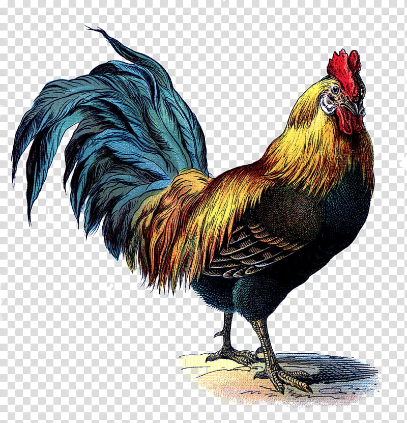 Vintage Poultry Set, yellow and black rooster illustration transparent background PNG clipart