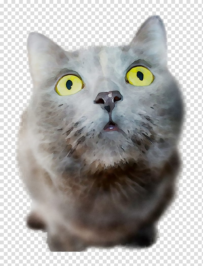 Cartoon Cat, British Shorthair, Chartreux, American Shorthair, Korat, Munchkin Cat, European Shorthair, Nebelung transparent background PNG clipart