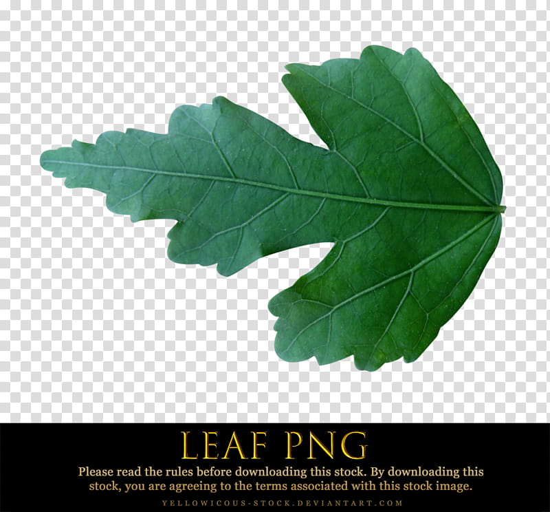 leaf, green leaf transparent background PNG clipart