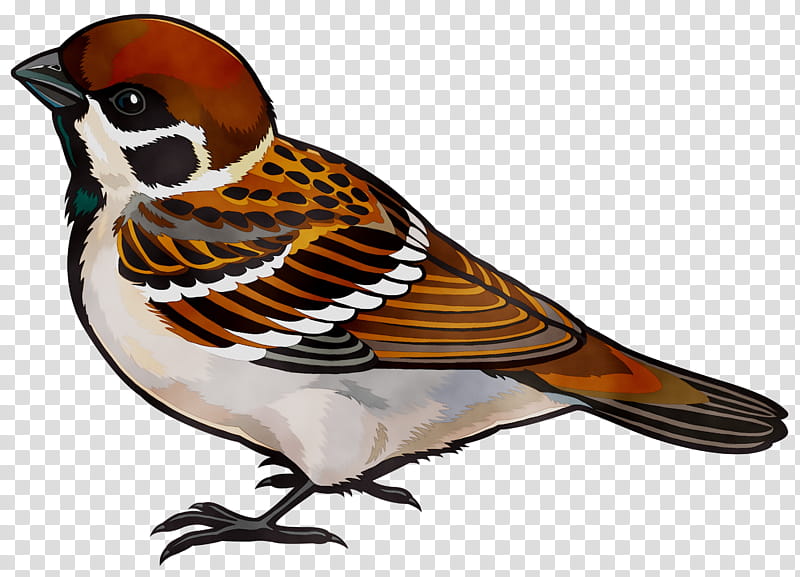 Cartoon Bird, Sparrow, House Sparrow, Finches, American Sparrow, Drawing, Beak, Perching Bird transparent background PNG clipart