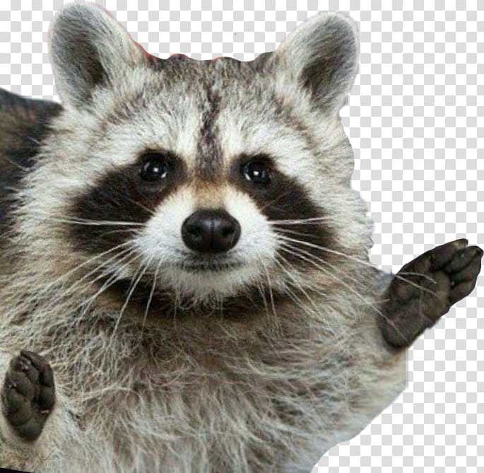 Dog, Raccoon, Raccoon Dog, Earfquake, Psa, Apx, Fyg, Raccoons transparent background PNG clipart