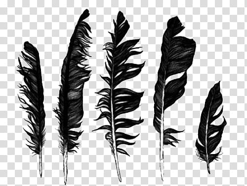 BLACK RESOURCESFORBITCHES, five black feathers transparent background PNG clipart