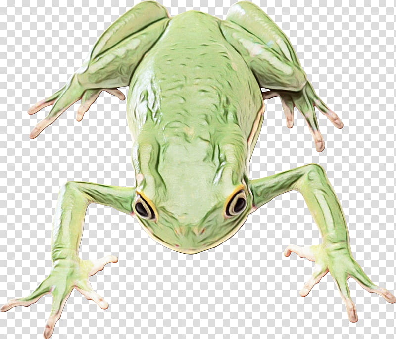 Pepe The Frog, True Frog, Amphibians, Edible Frog, Poison Dart Frog, Golden Poison Frog, Toad, Tree Frog transparent background PNG clipart