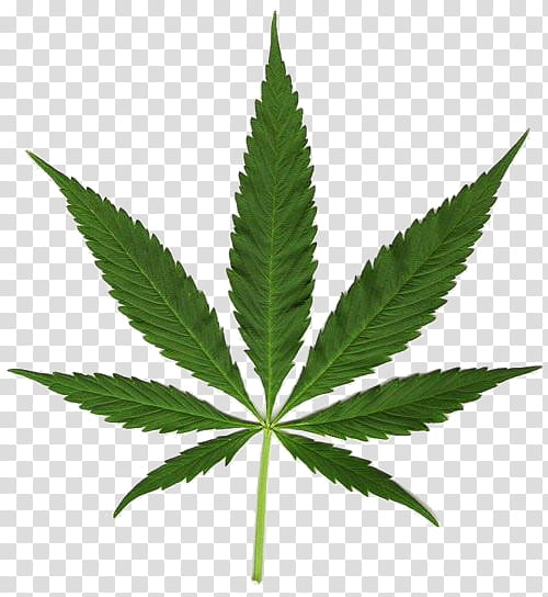 Family Tree, Cannabis, Medical Cannabis, Cannabis Sativa, Joint, Hemp ...