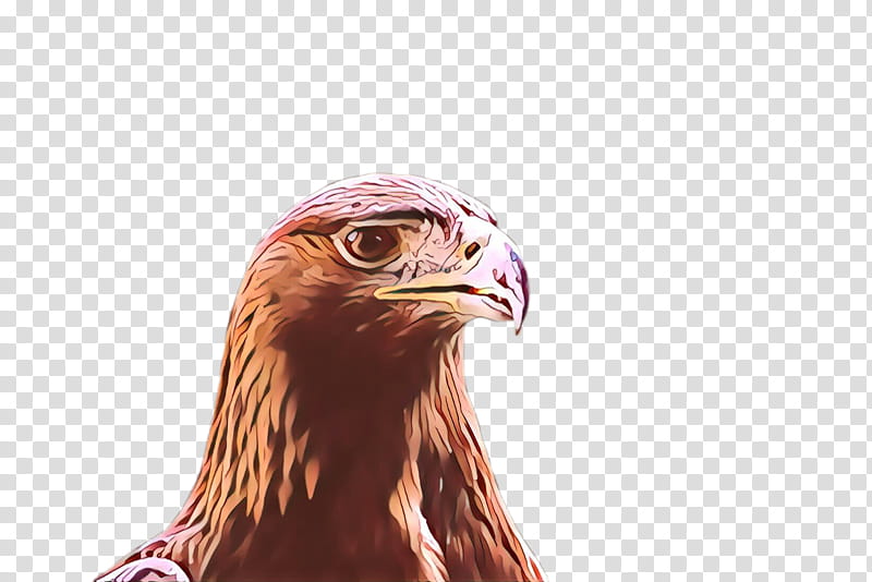 bird eagle golden eagle bird of prey beak, Cartoon, Hawk, Accipitridae, Bald Eagle, Falconiformes transparent background PNG clipart