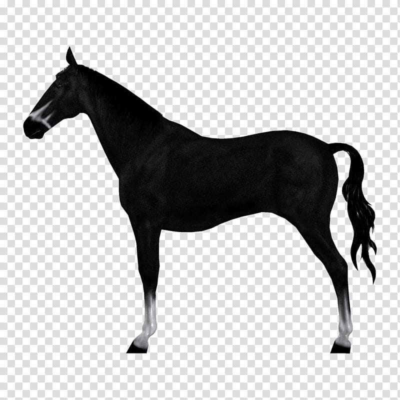 D Horses , black horse transparent background PNG clipart