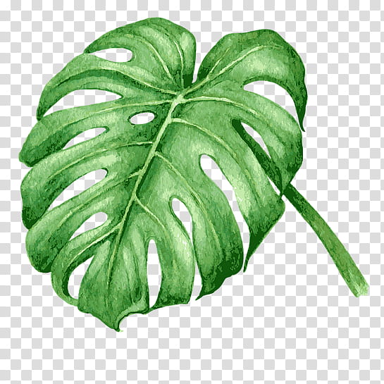 Watercolor Tropical Monstera Leaf (PNG Transparent)
