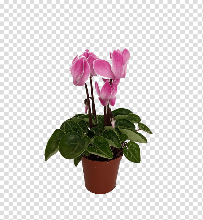 Pink Flower, Cyclamen Purpurascens, Plants, Garden, Flowerpot, Houseplant, Orchids, Leaf transparent background PNG clipart