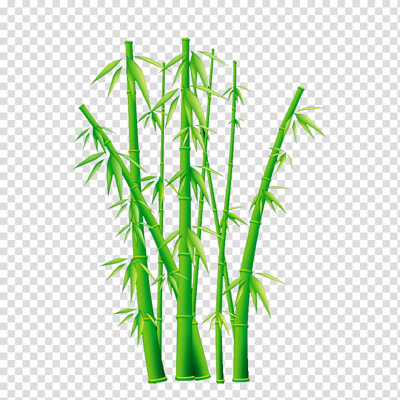 Drawing Of Family, Bamboo, Giant Panda, Tropical Woody Bamboos, Grass, Plant Stem, Grass Family, Line transparent background PNG clipart