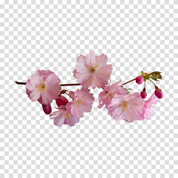 flower power s, pink cherry blossom tree branch graphic transparent background PNG clipart