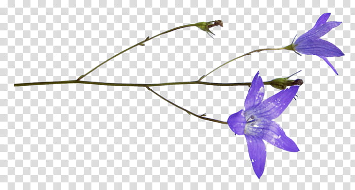 violet purple flower plant bellflower, Bellflower Family, Flowering Plant, Harebell, Delphinium, Morning Glory transparent background PNG clipart