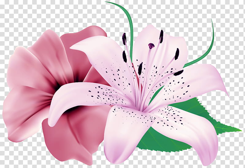 Easter Lily, Flower, Lily stargazer, Tiger Lily, Calla Lily, Pink Flowers, Irises, Floral Design transparent background PNG clipart