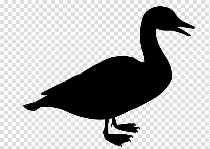 Bird Silhouette, Duck, Black White M, Beak, Water Bird, Ducks Geese And Swans, Waterfowl, Goose transparent background PNG clipart