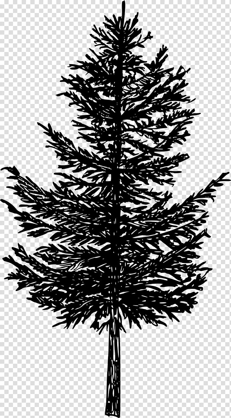 Christmas Black And White, Spruce, Silhouette, Pine, Tree, Christmas Tree, Larch, Plants transparent background PNG clipart