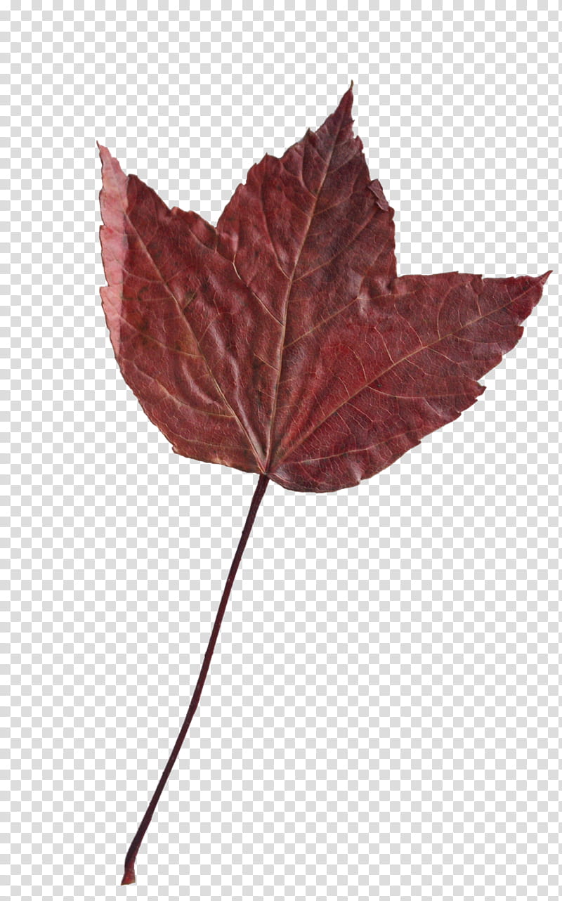 Fallen Leaves s, brown maple leaf transparent background PNG clipart