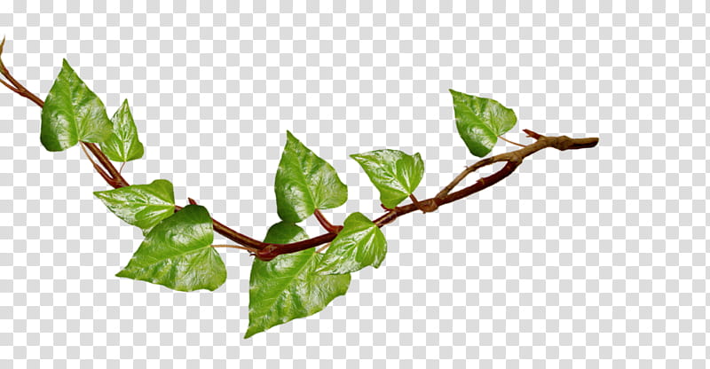 Ivy, Drawing, Vine, Hashtag, Pencil, Leaf, Branch, Plant, Tree transparent background PNG clipart