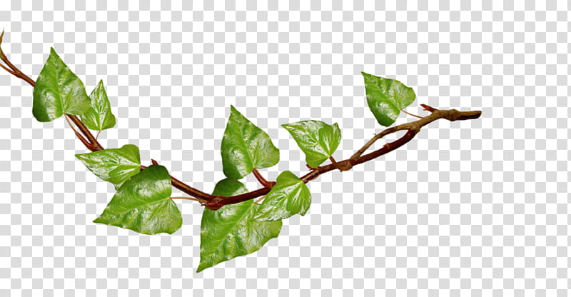 Vine, Green vines, green leafed plant transparent background PNG clipart