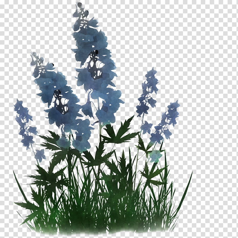 flower plant grass delphinium monkshood, Wildflower, Hyssopus, Perennial Plant transparent background PNG clipart