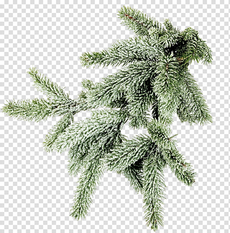 columbian spruce shortleaf black spruce white pine yellow fir tree, Red Pine, Oregon Pine, Colorado Spruce, Plant, Lodgepole Pine, Branch, Sitka Spruce transparent background PNG clipart