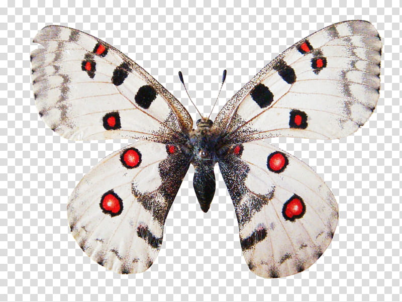 Butterfly , white and black butterfly transparent background PNG clipart