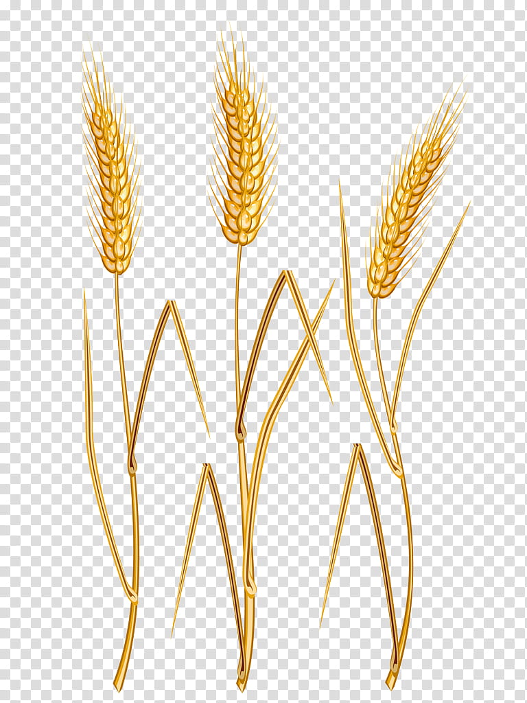 Wheat, Ear, Cereal, Common Wheat, Grain, Barley, Grasses, Crop transparent background PNG clipart